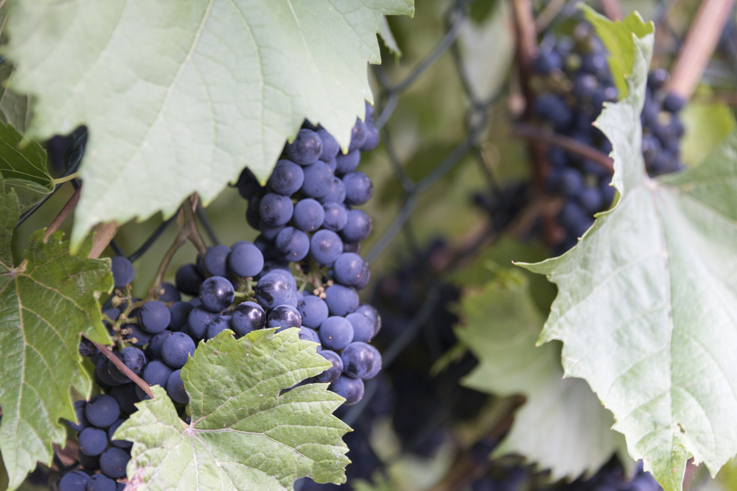 Les vendanges et la route des vins d’alsace : à deux pas de chez nous